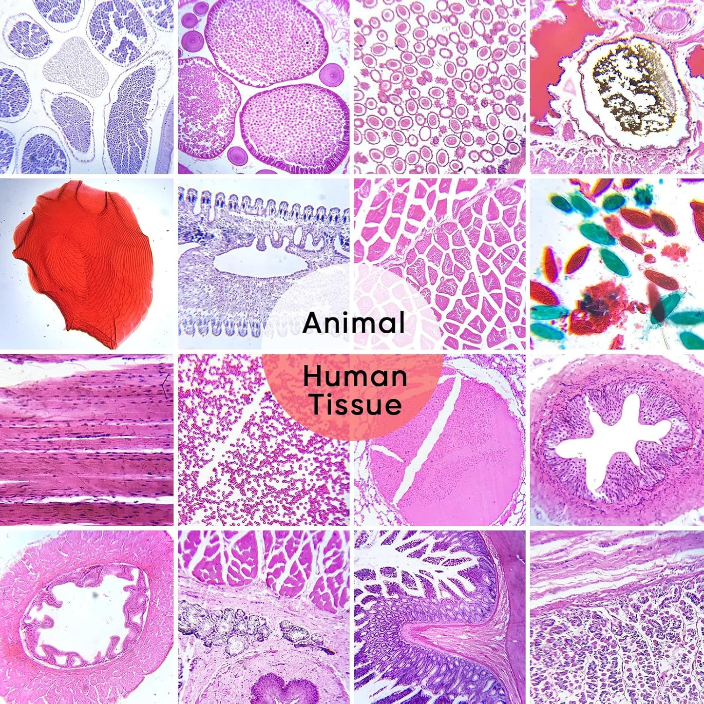 60 Microscope Slides with Specimens,Prepared Microscope Slides for Kids,Glass Slides for Microscope,Prepared Slides for Kids Microscope,Microscope Slide Preparation Kit for Biology Science Classes