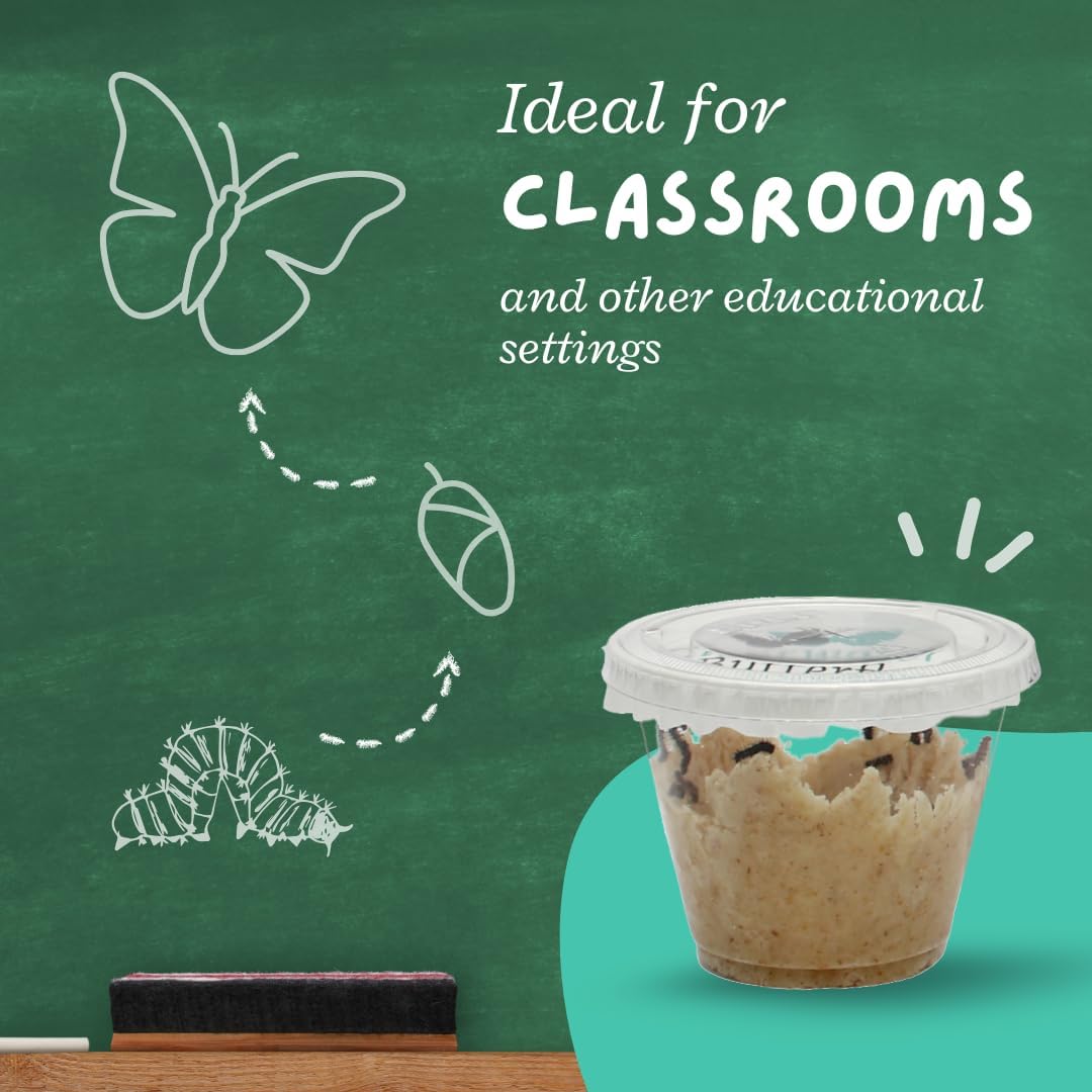 Clearwater Butterfly Live Painted Lady Butterflies - 5 Live Caterpillars - Live Caterpillars to Butterflies - Caterpillars for Butterfly Kit - Mesh Cage Not Included - Live Butterfly Kit - 5 Count