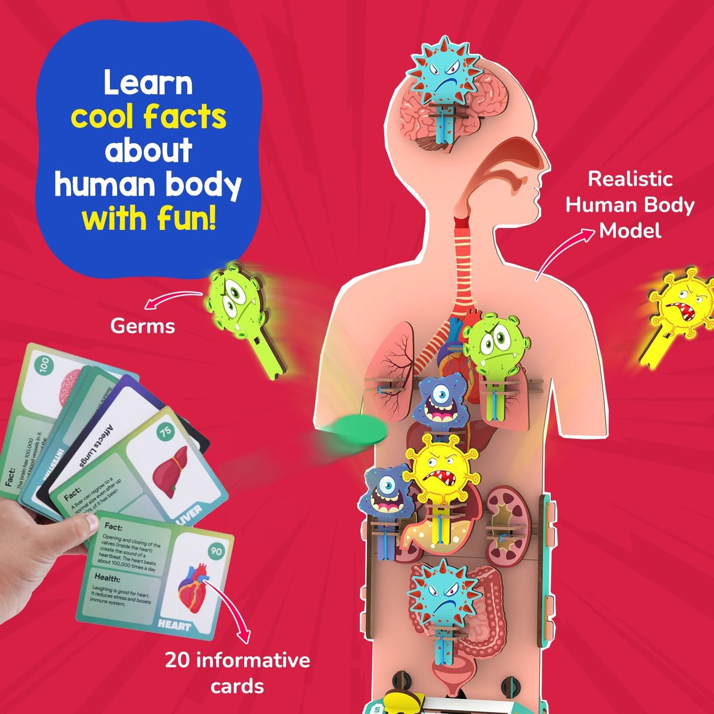 Smartivity Human Body Model for Kids 6-12 Years | Learn Body Organs, Functions with Fun Card Games | Cool Birthday Gift for Boys & Girls | DIY STEM Science Toys for Kids 6,7,8,9,10,11,12 Years I