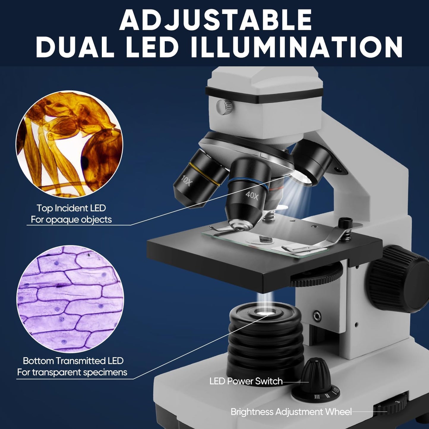 Microscope for Adults Kids, Dcorn 100X-2000X Powerful Biological Microscopes for School, Home, and Lab Use, Includes Microscope Slides Set and Phone Adapter.