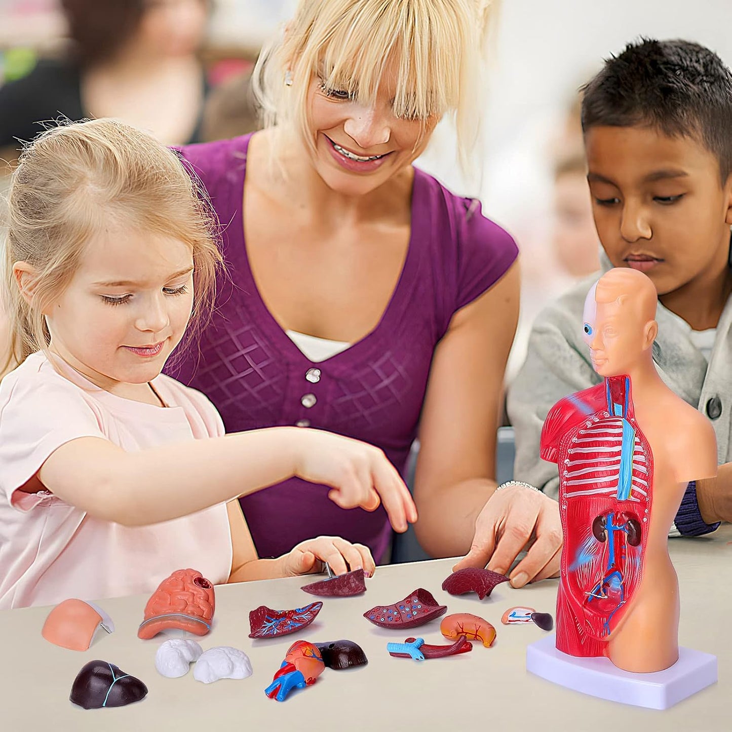 Human Body Model for Kids, 15 Pcs Removable 11 inch Human Torso Anatomy Model for for Teaching Study Class Students with Product Manual (11 inch)