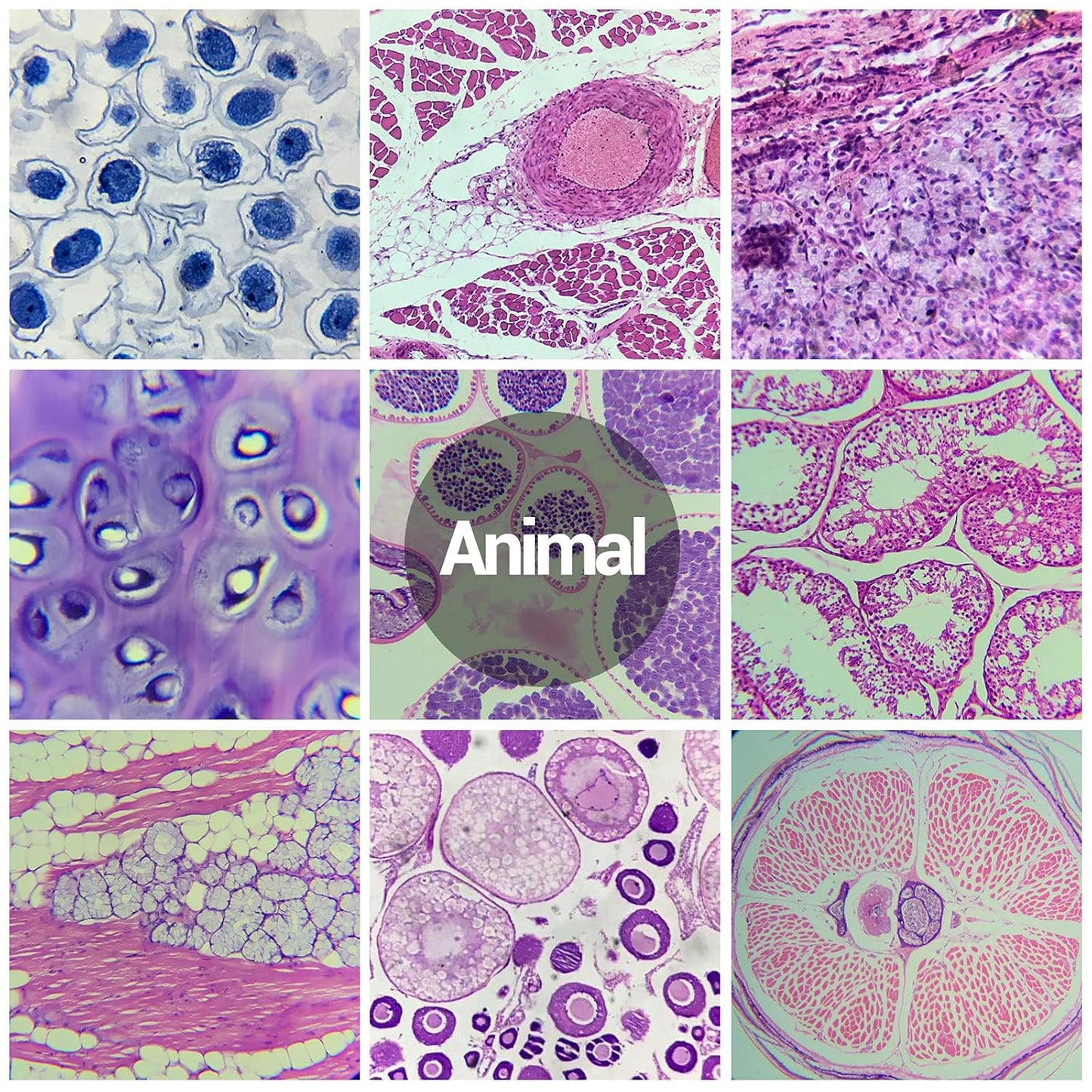 60 Microscope Slides with Specimens for Kids, Prepared Microscope Slides for Kids Microbiology, Prepared Microscope Slides for Adults